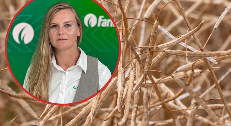 Odmiany rzepaku polecane przez Agrosimex: Royce F1, PT315 F1, Aurelia F1 i Telly