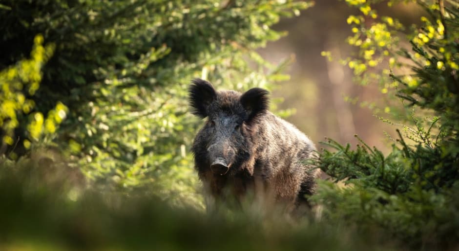 Blisko 50 nowych ognisk ASF dzików. Najwięcej w dwóch województwach