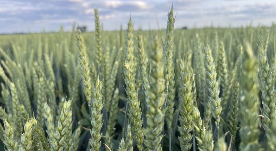 Bayer stawia na pszenicę hybrydową. Umowa z RAGT ma przyspieszyć wejście odmian na rynek
