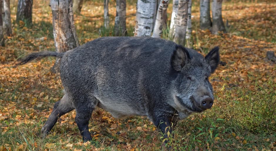 Warszawiak pogryziony przez dzika na własnej posesji. Zwierzę uśpione a poszkodowany w szpitalu