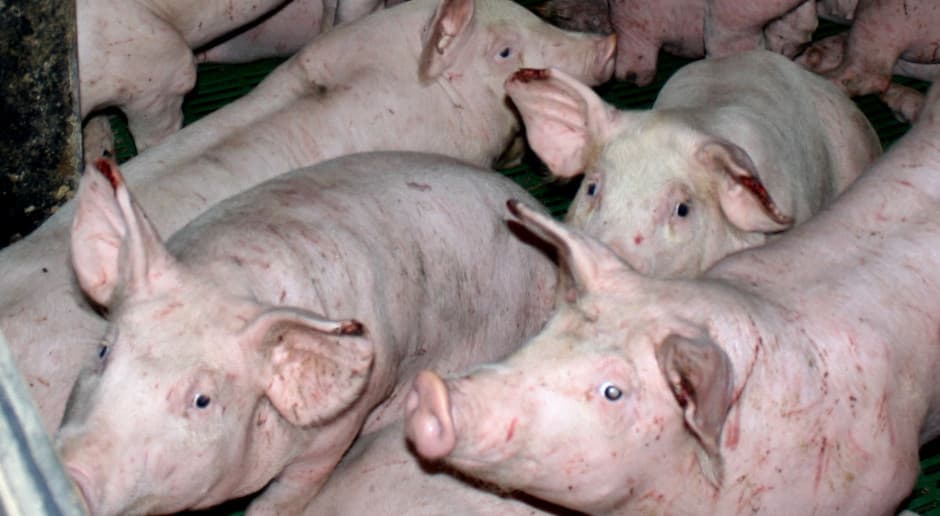 8 gmin z najwyższymi restrykcjami. Znamy zasięg nowej czerwonej strefy ASF
