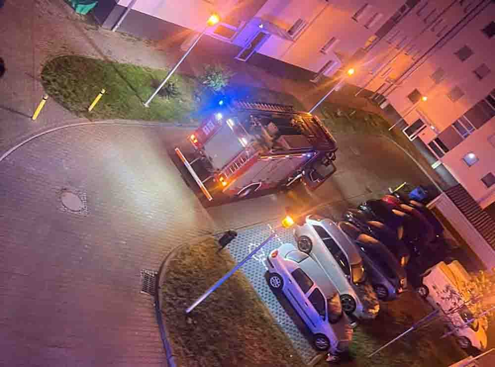 Zielona Góra. Atak psów na klatce schodowej, pogryzionych chłopak trafił do szpitala