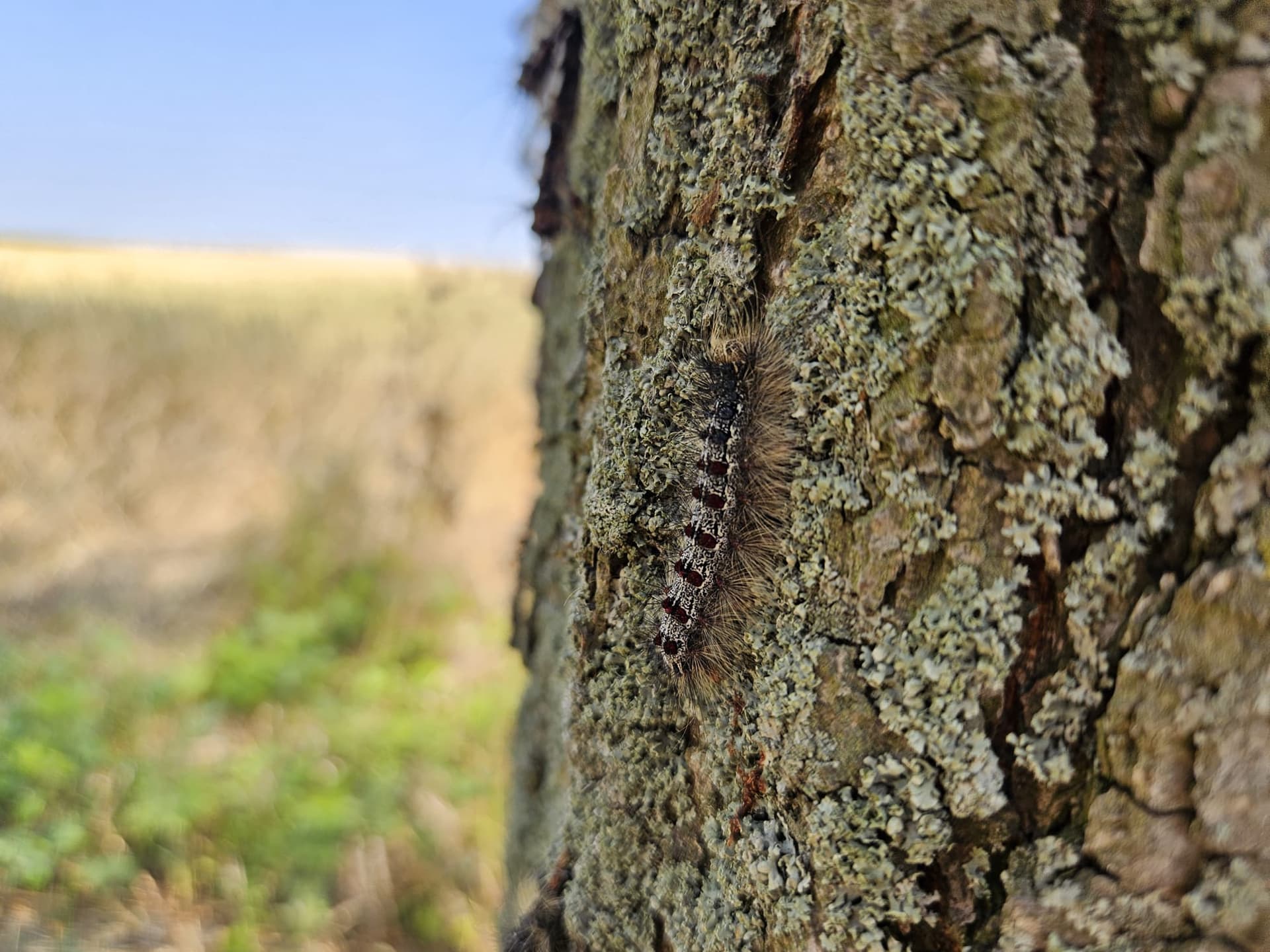 Plaga gąsienic niszczy zabytkową aleję lipową pod Sieradzem [ZDJĘCIA]