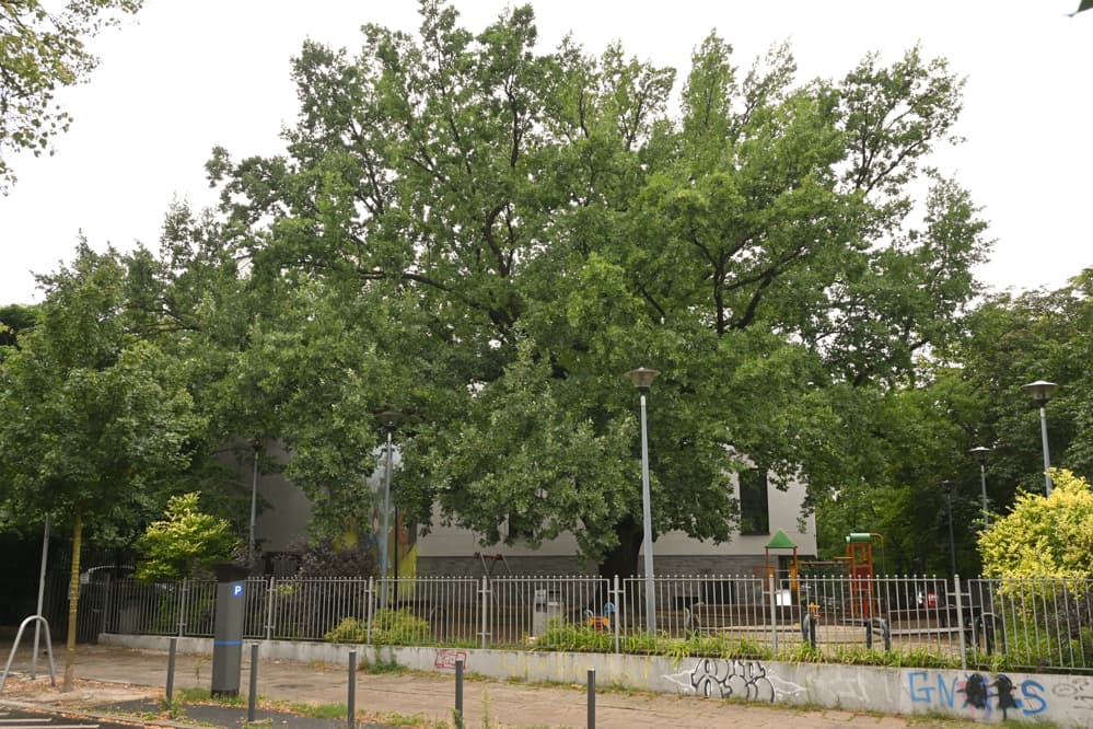 Poznański dąb Krzysztof nie podbije Europy 1 lipca, 15:47 Poznań