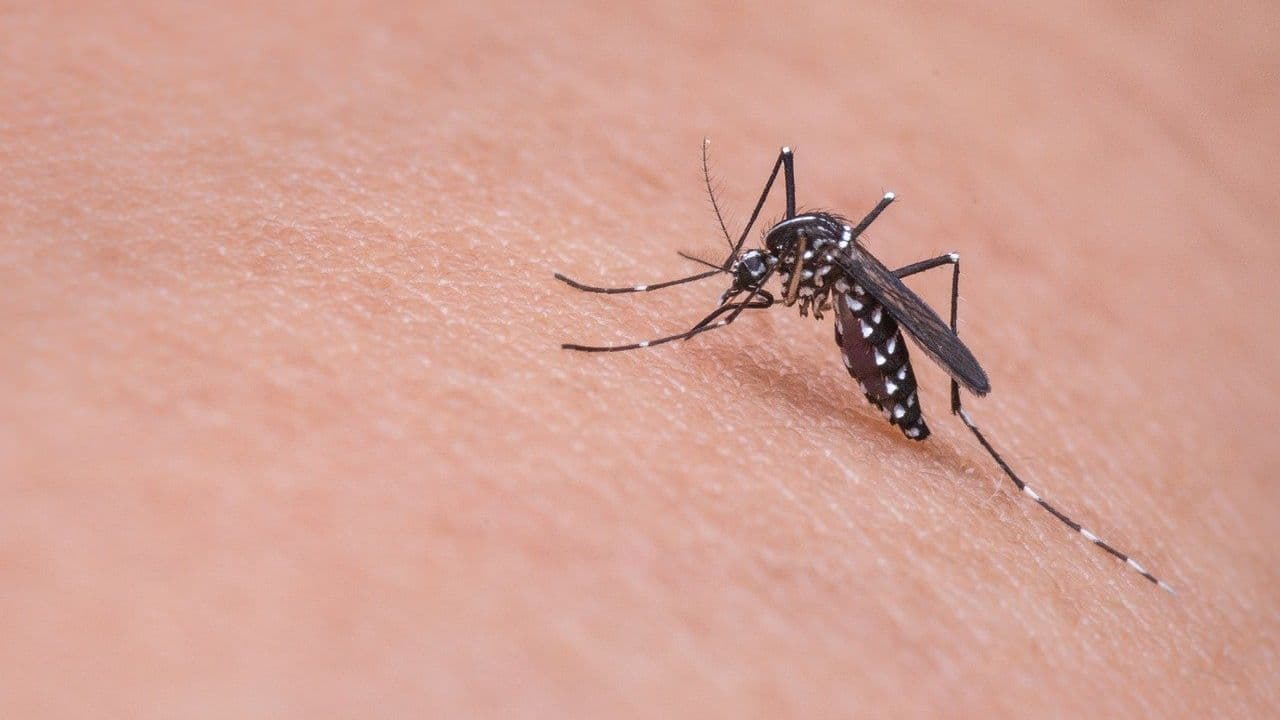 Warunki atmosferyczne utrudniają odkomarzanie w Świnoujściu