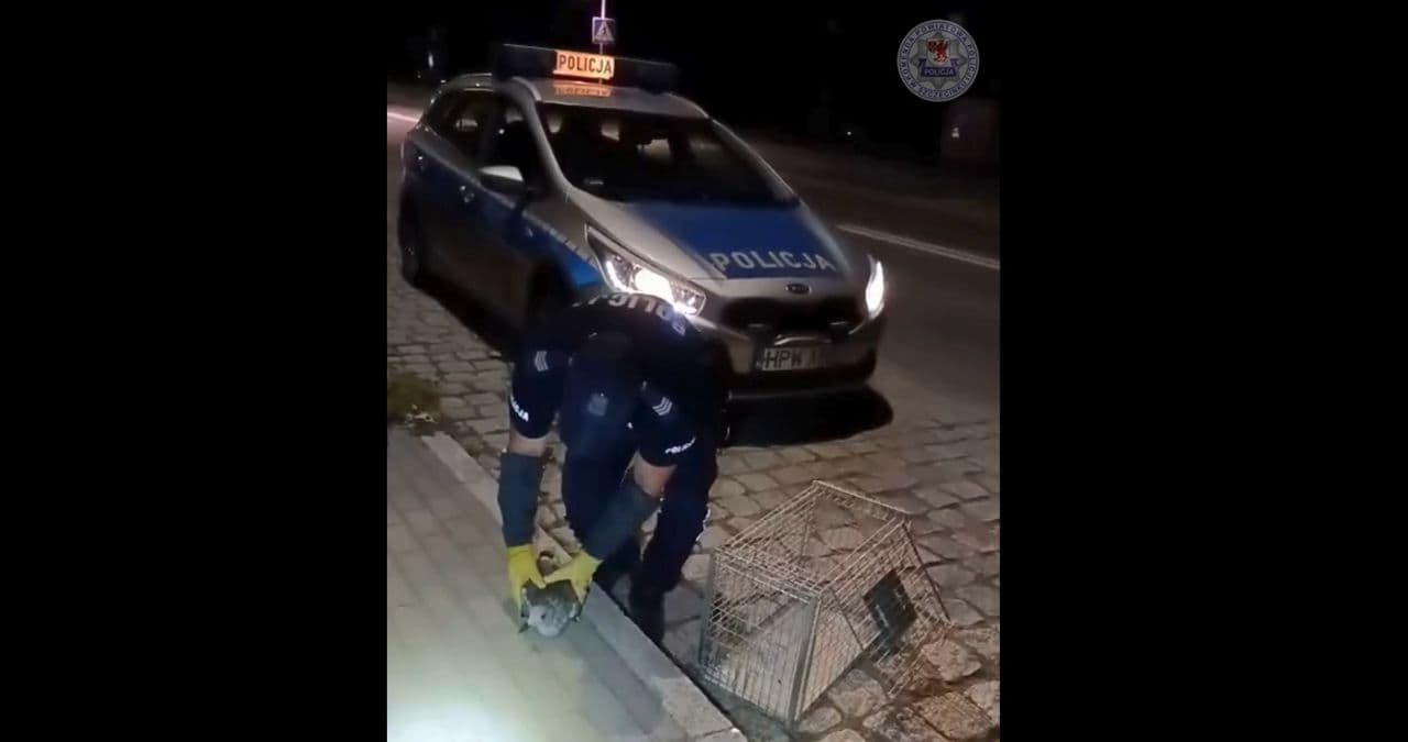 Policja pomogła młodej mewie [WIDEO]