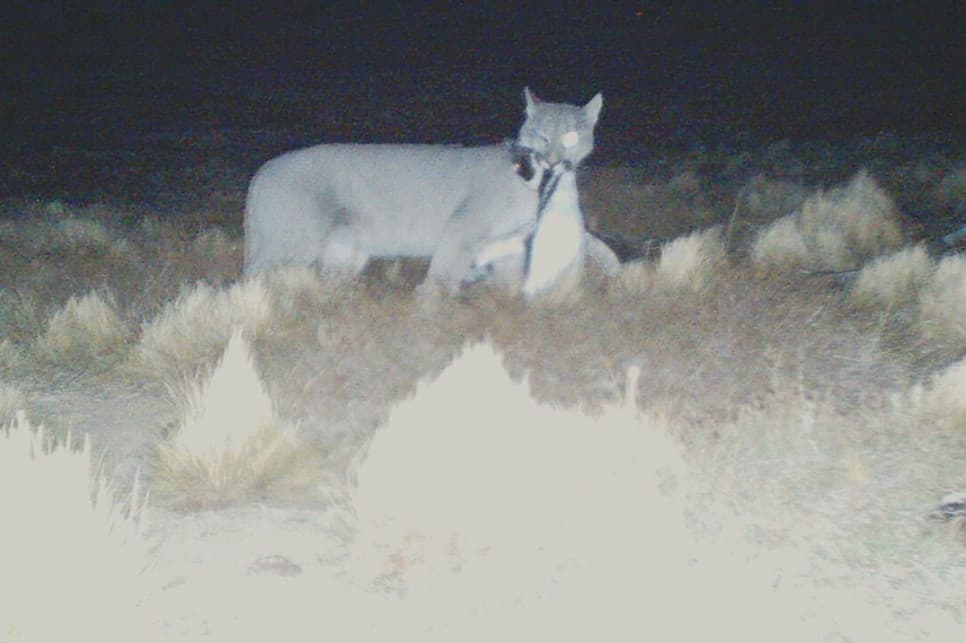 Puma grasuje po lesie. Ostrzeżenie dla mieszkańców 2 miejscowości