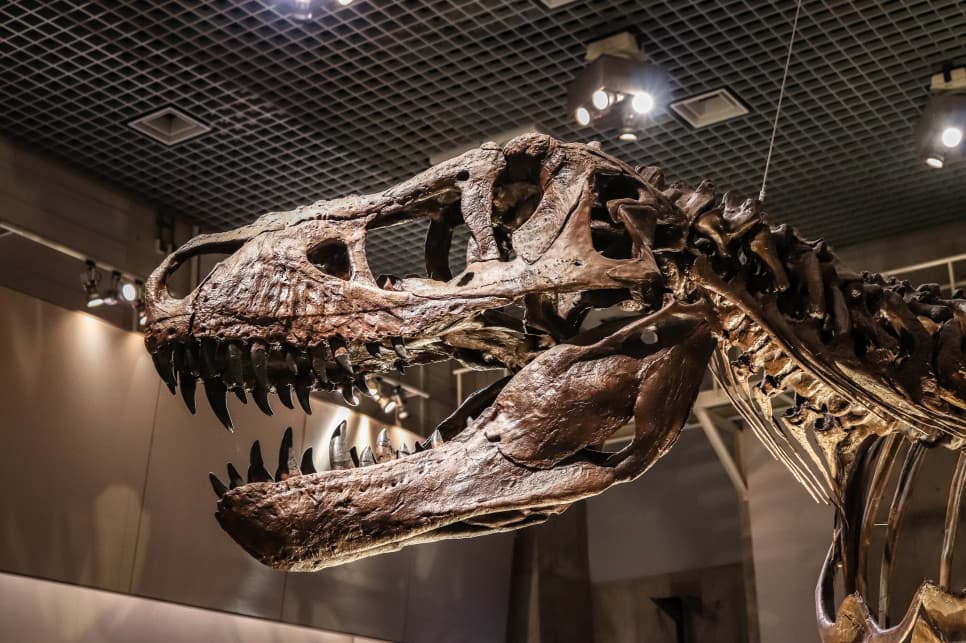 Najdroższy dinozaur sprzedany. Po śladach wiemy, że nie unikał walki