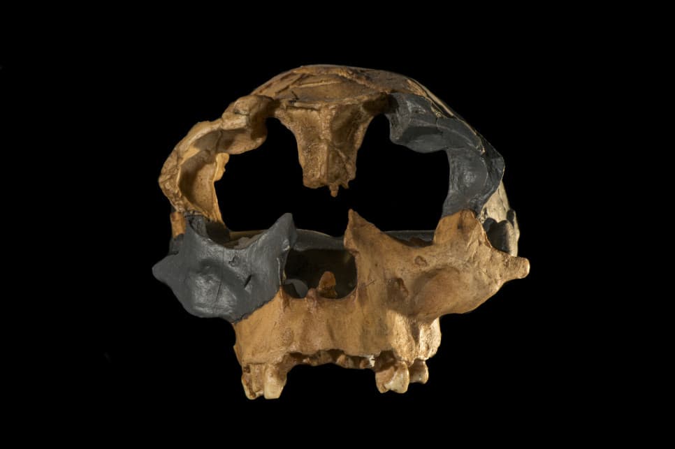 Kanibale z Gran Dolina. Nowe odkrycia w Atapuerca
