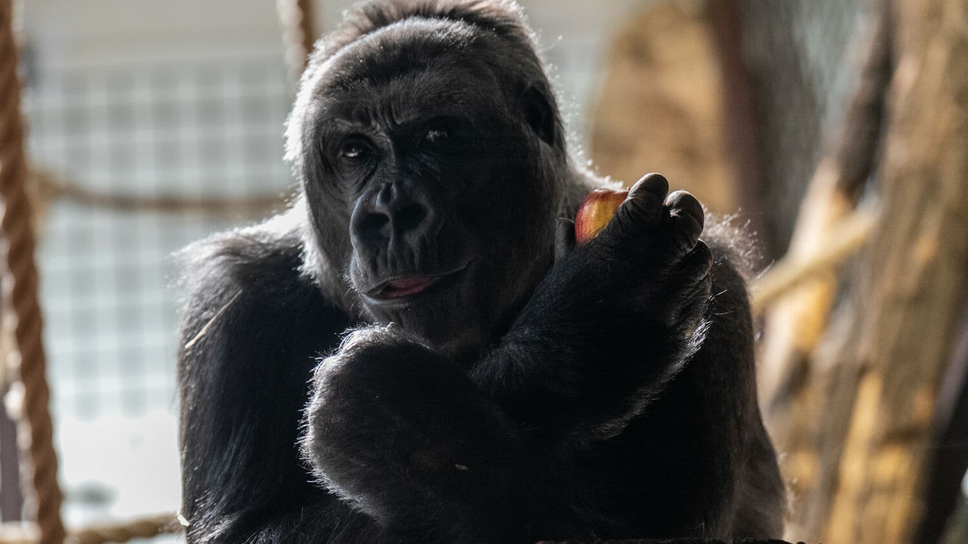 Pilny apel do odwiedzających zoo w Warszawie. „To nie jest niewinny żart”