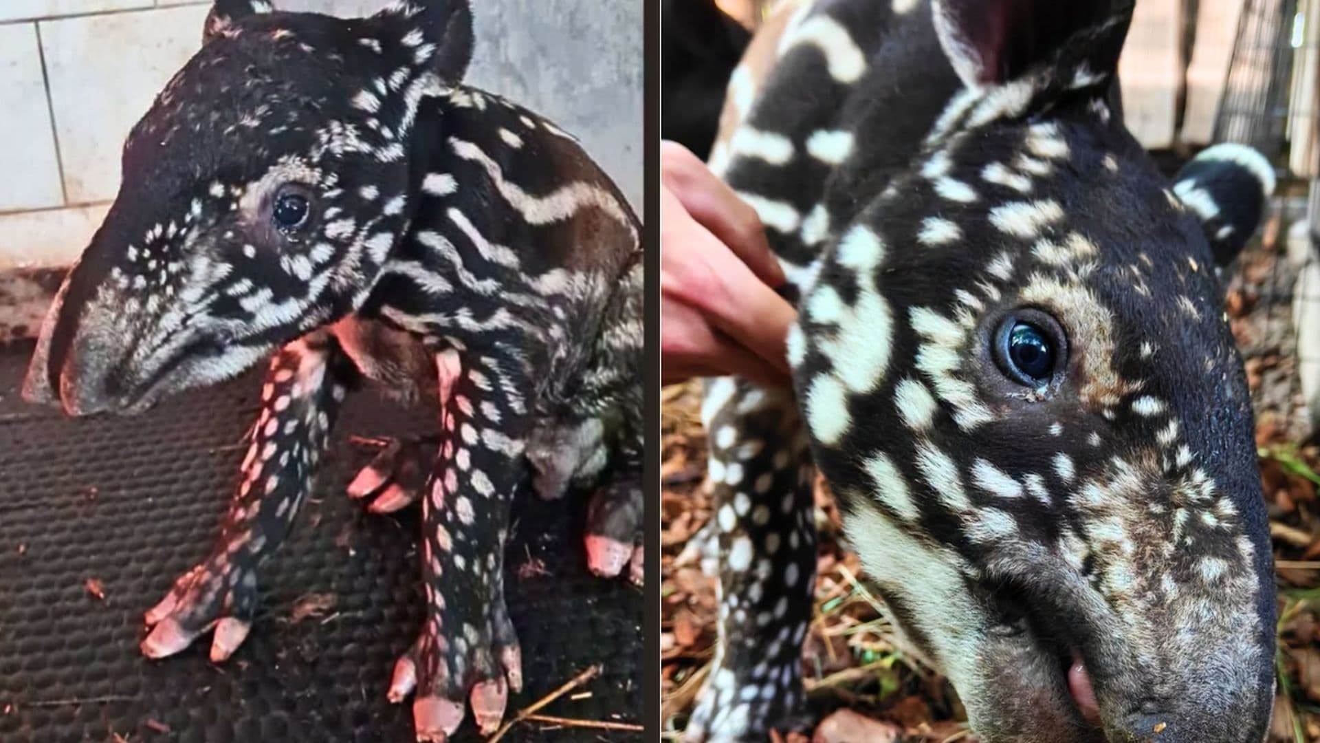 Wyjątkowe narodziny w zoo w Płocku. „Historyczne wydarzenie”