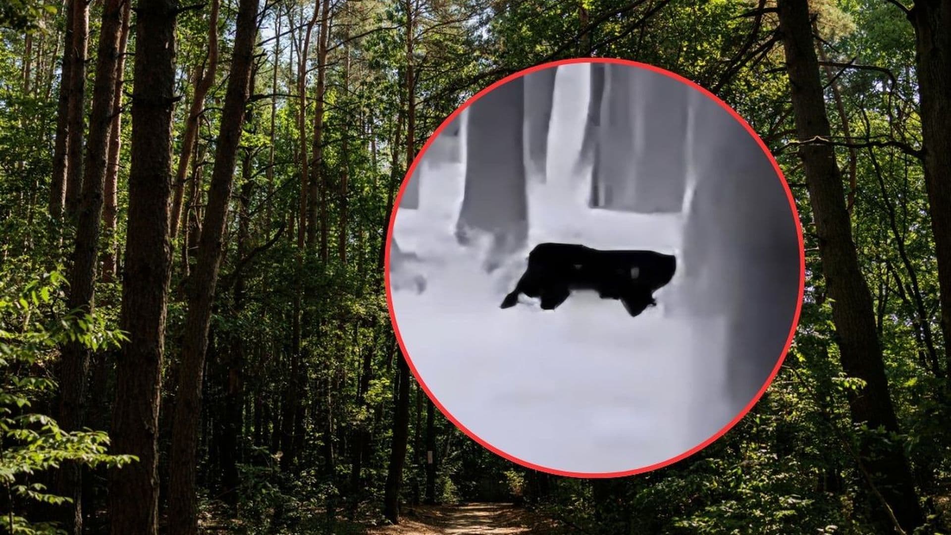 Kolejna puma grasuje w Polsce? Pilny alarm władz. „Niebezpieczeństwo”