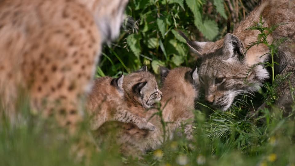 Powiększyła się rysiowa rodzina. W Dzikiej Zagrodzie urodziły się młode rysie