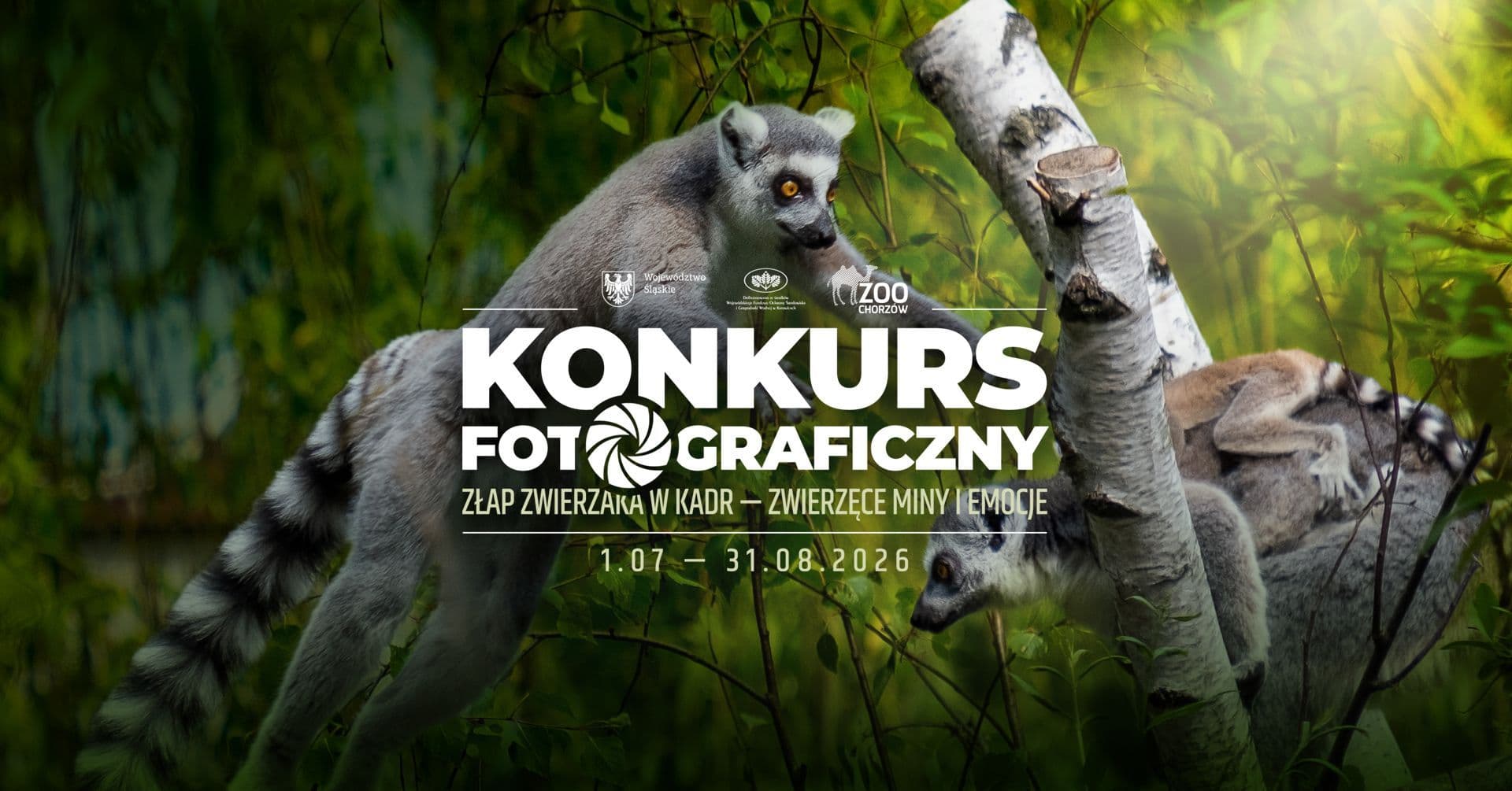 Zwierzęce emocje w obiektywie. Śląskie ZOO zaprasza do konkursu fotograficznego