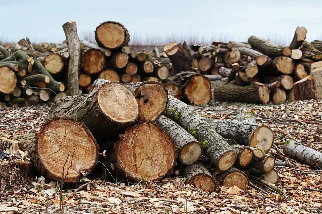 Stopniała kara za gigantyczną siekierezadę