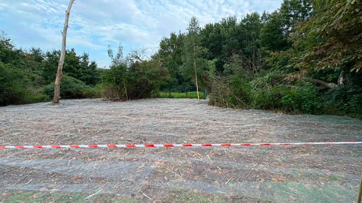 Jedna z najbardziej inwazyjnych roślin znów atakuje Gdańsk. Miasto rozszerza działania