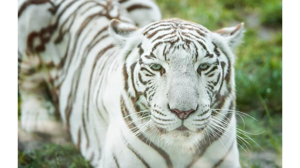 Afera wokół znanego ZOO. Aktywiści rzucili oskarżenia, a ogród odpowiada