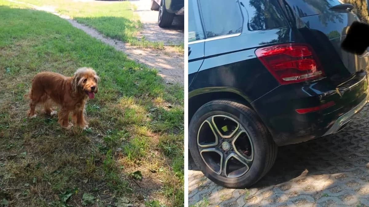Psy zamknięte w rozgrzanym aucie. Interweniowały służby