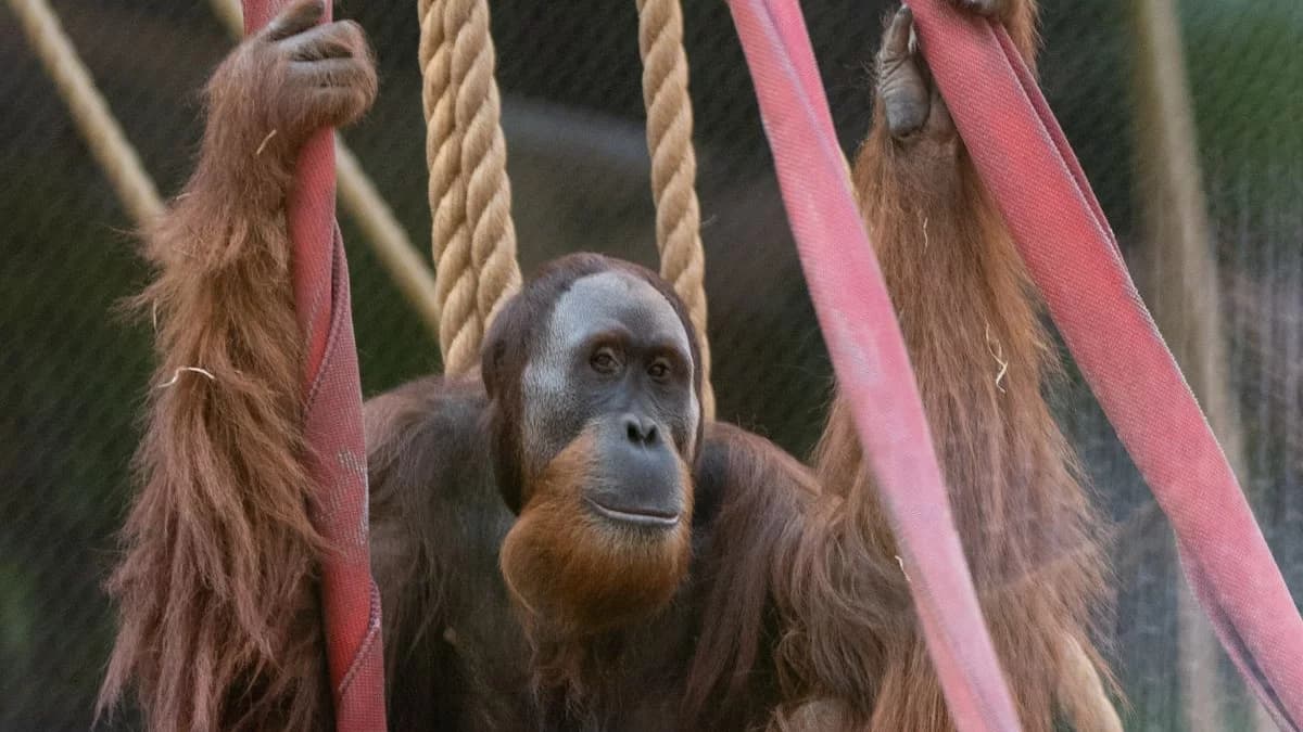 Orientarium ZOO Łódź szykuje nową atrakcję. Otwarcie już w ten weekend
