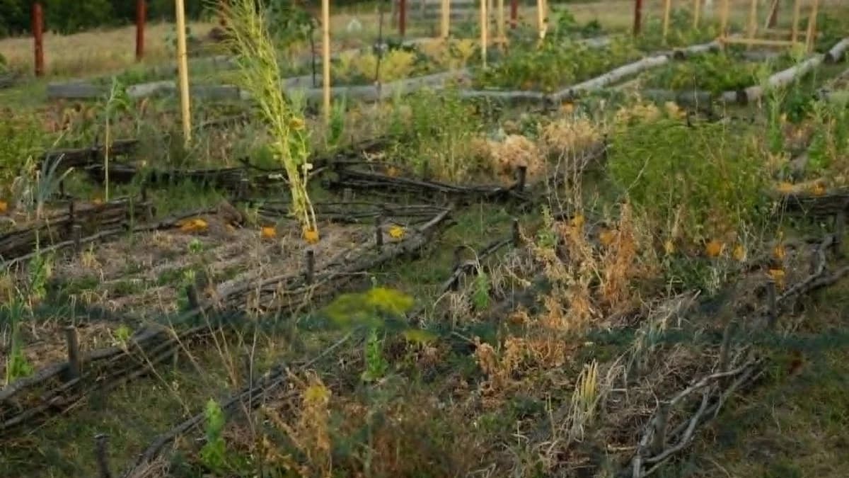 Susza w Łódzkiem: Gminy zakazują używania wody. Kary to nawet 5000 zł!