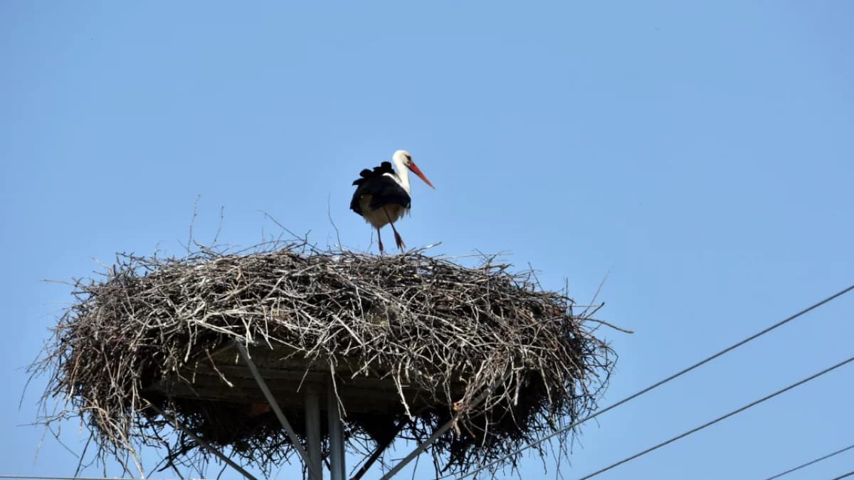 Pechowy sezon lęgowy bocianów w Borowej. Został już tylko jeden