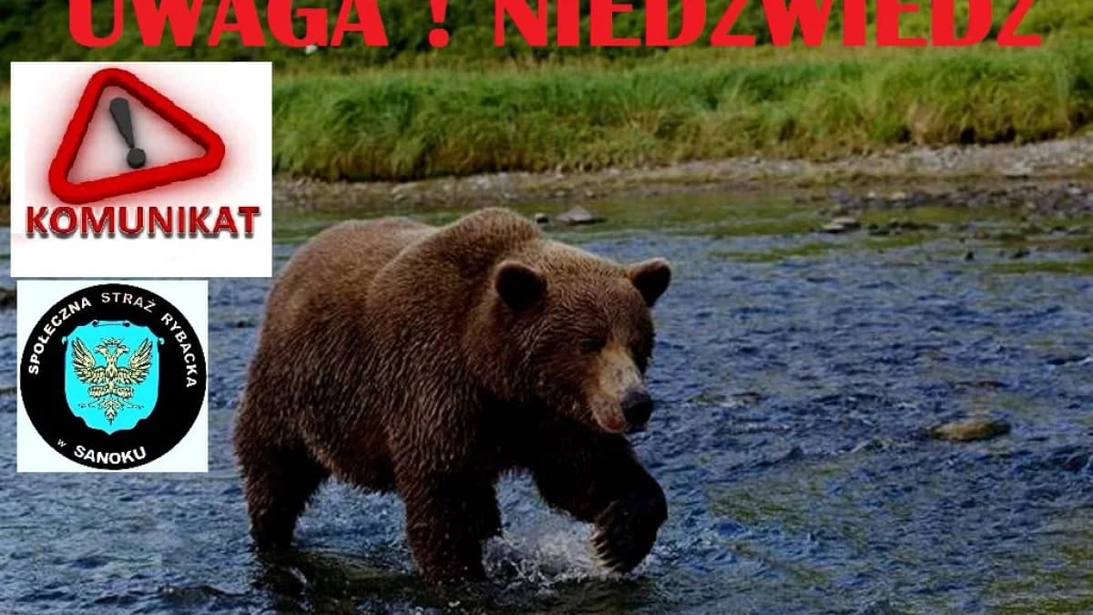 Strażnicy stanęli oko w oko z niedźwiedziem. Pilne ostrzeżenie dla powiatu sanockiego!