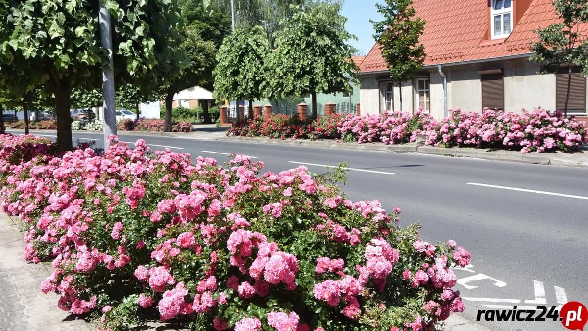 Najbardziej ukwiecona ulica w regionie? Ten widok w mieście zapiera dech [ZDJĘCIA]