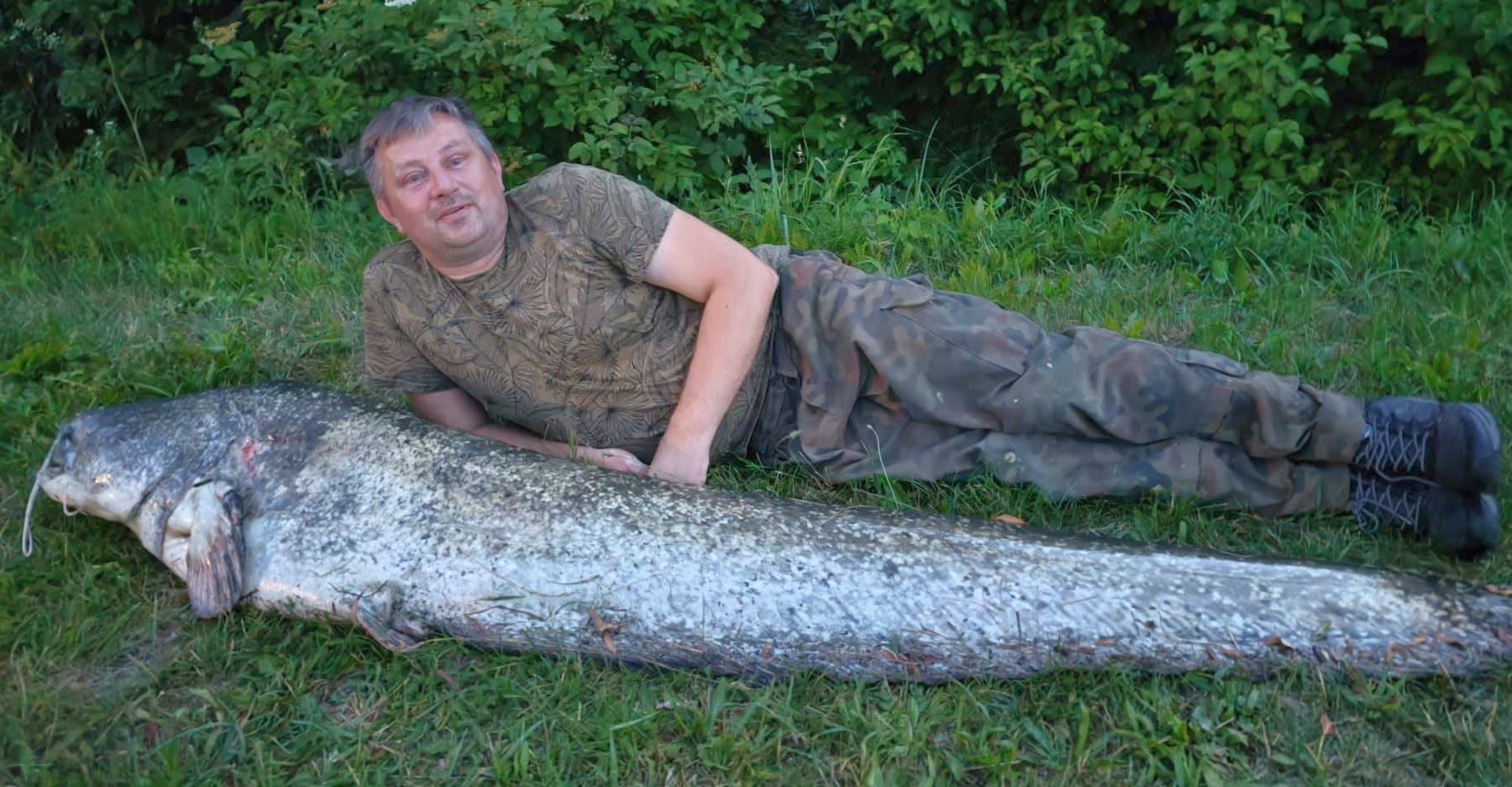 PZW Busko-Zdrój organizuje zawody sumowe. Na Radzanowie pływają sumy giganty