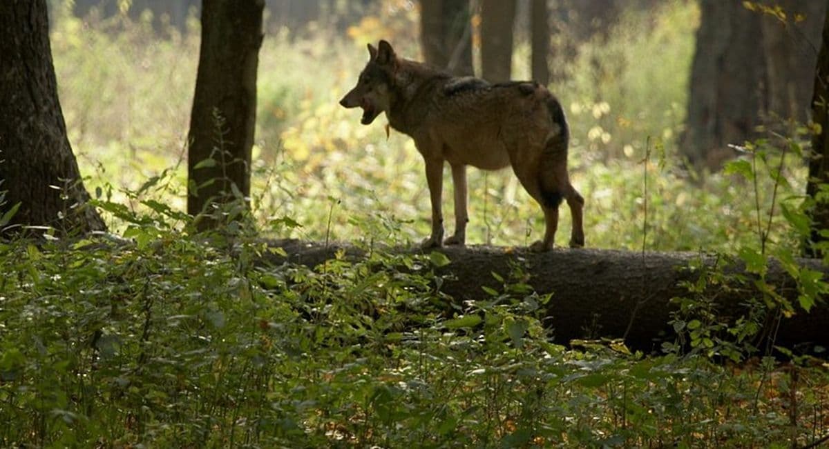 Wilki w pobliżu zabudowań. Podolsztyńska gmina wydała ważny komunikat