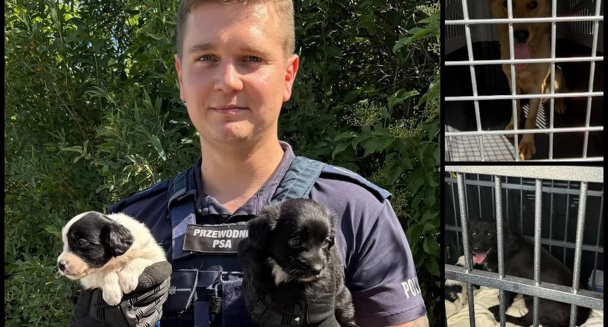 Psy zaatakowały przechodnia na ulicy. Za co policja zatrzymała ich właściciela?