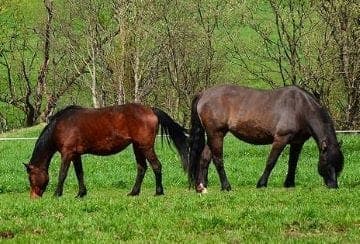 Powiat: Pierwszy SZLAK KONNY w powiecie ropczycko-sędziszowskim