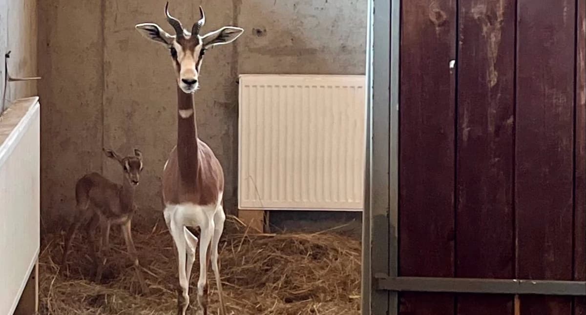 Jedyna taka w Polsce, jedna z najrzadszych na świecie. W zamojskim zoo urodziła się urocza gazela mhorr