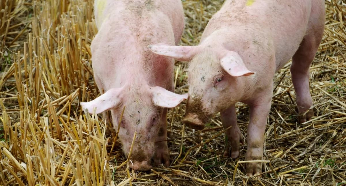 Przełom w leczeniu choroby wieńcowej u człowieka. Opracowano plastry, które wspomogły serca świń