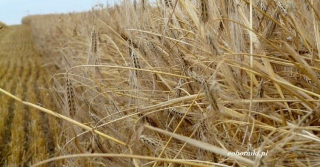 Zmiana klimatu i geopolityka destabilizują produkcję rolną