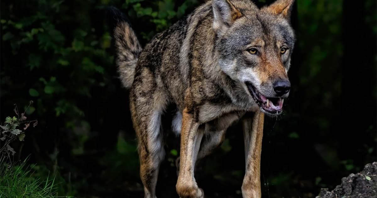 Ministerstwo naprawia wilka. Przy okazji psuje język