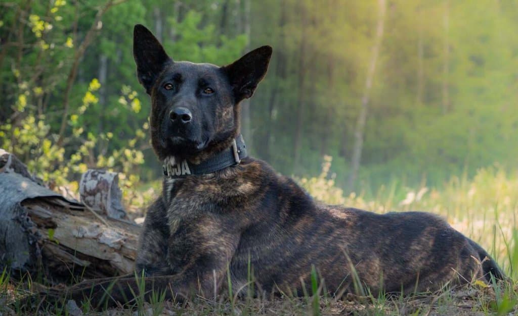 RegionWizna dołączyła do policji. Poznajcie nową czworonożną funkcjonariuszkę 0