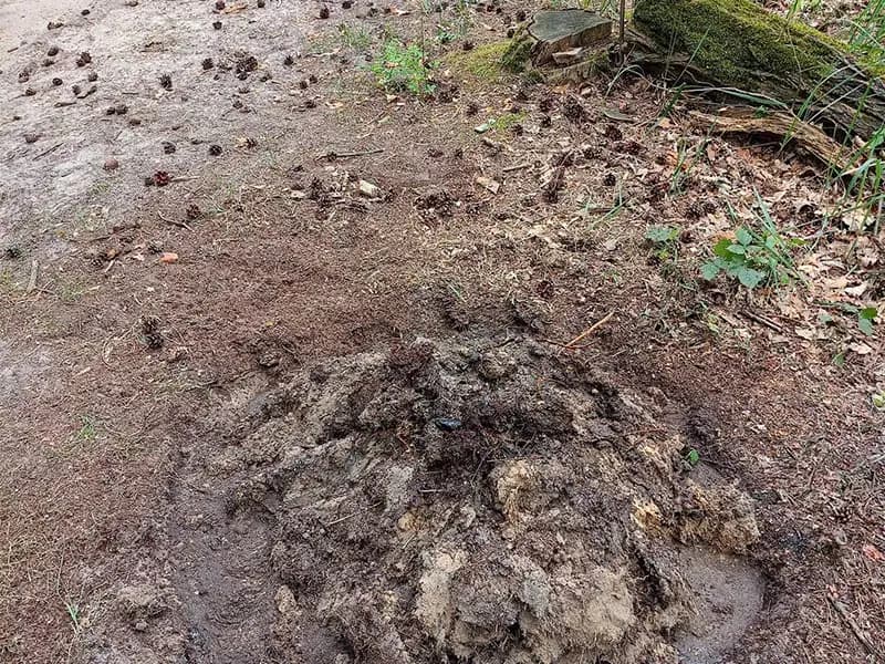 Ognisko w Wielkopolskim Parku Narodowym. Szybka reakcja turystki zapobiegła zagrożeniu
