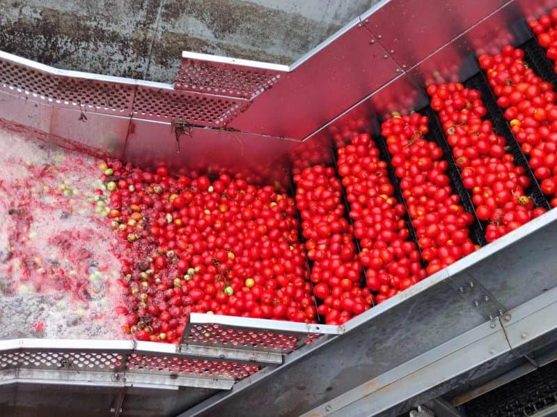 Kampol-Fruit na sprzedaż za 55 mln zł. Syndyk szuka kupca dla zakładu w Rykach