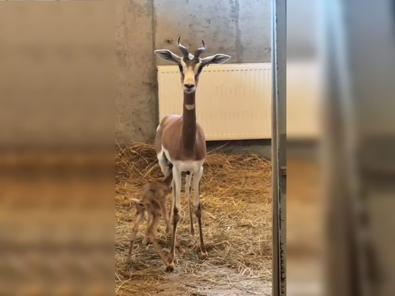 Nowy mieszkaniec zamojskiego zoo. Urodziła się jedna z najrzadszych gazeli świata