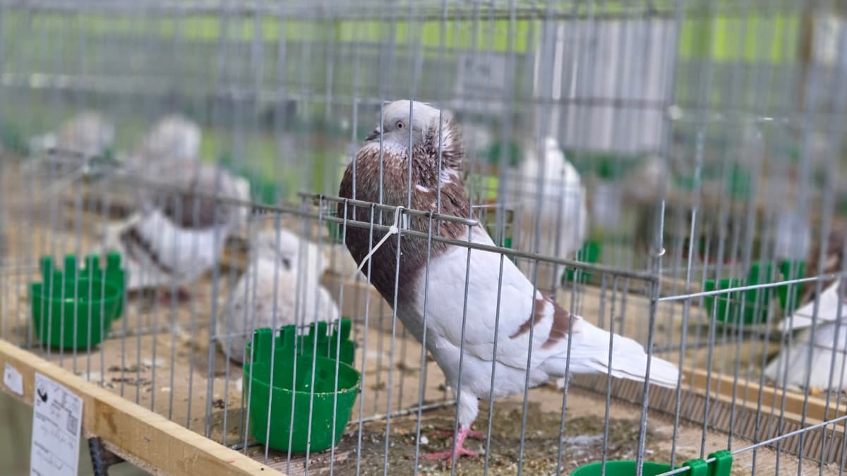 To była wspaniała wystawa! Ponad 600 ptaków i zwierząt w na Ziemi Kaliskiej!