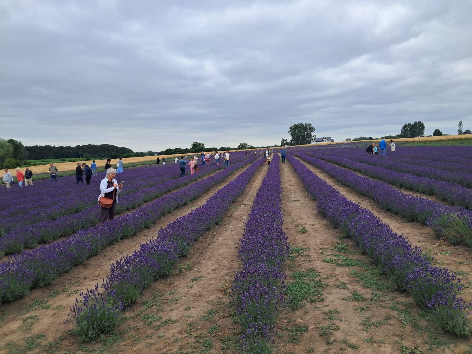 To najpiękniej pachnące wydarzenie w regionie. W Leszczach trwa Festiwal Lawendy