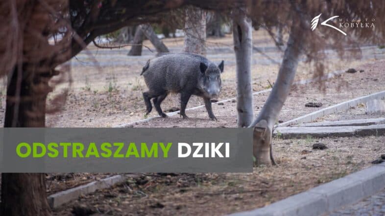 Kobyłka – Preparat odstraszający dziki
