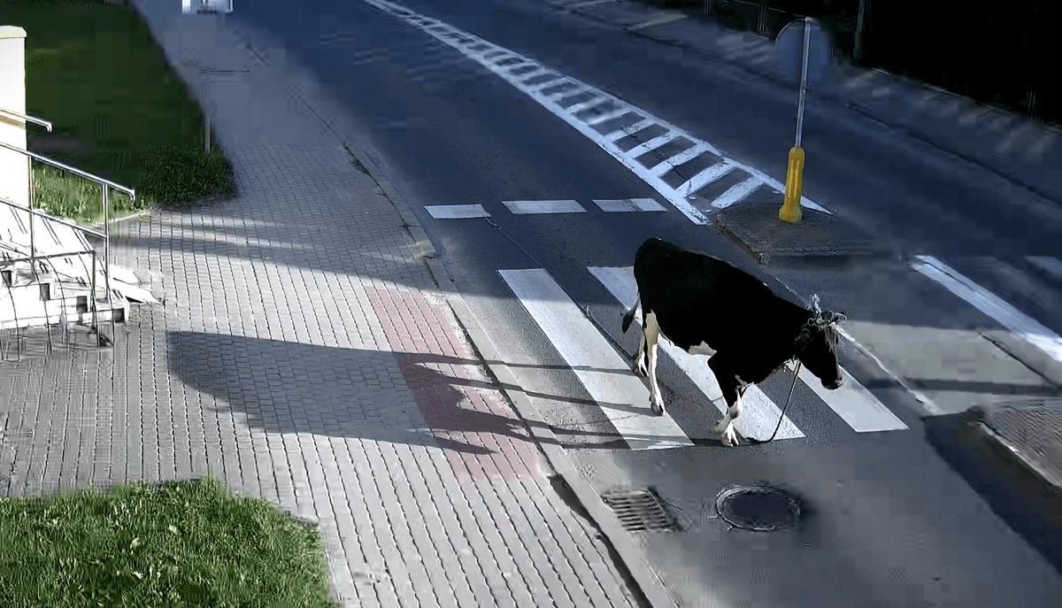 Krowa wyszła na miasto – policjanci szybko zakończyli jej spacer