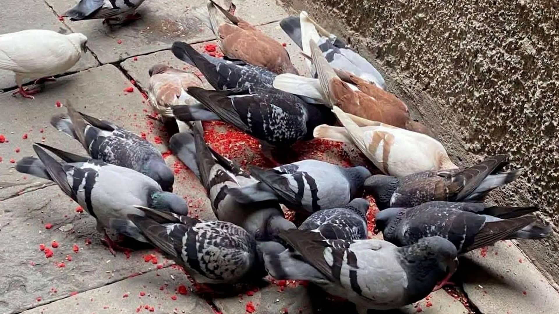 Ktoś podtruwa gołębie na zielonogórskim deptaku. Mieszkańcy są w szoku
