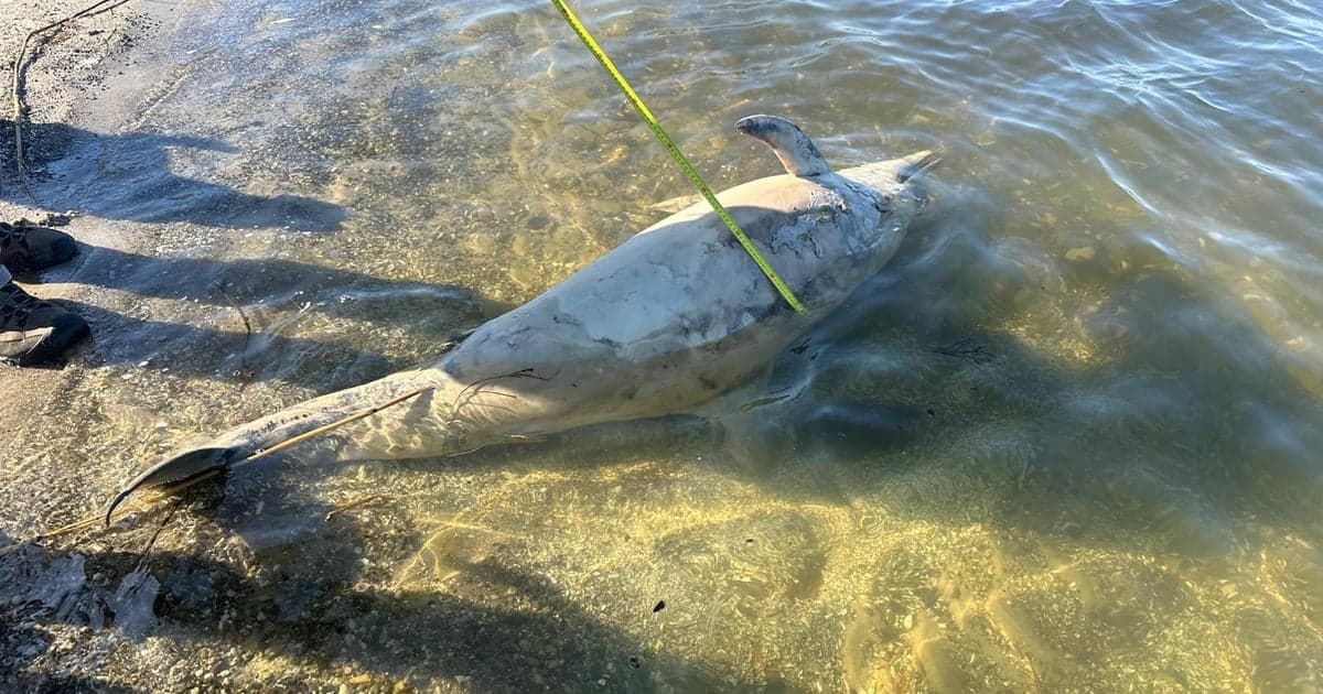 Martwy delfin na brzegu Zalewu Szczecińskiego. Stamtąd mógł przypłynąć na polskie wody