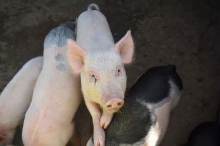 Apel hodowców trzody. Borykają się ze spadkiem cen