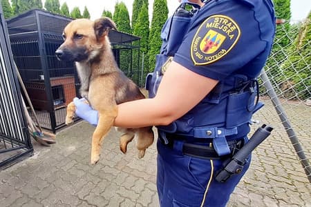 Błąkał się bez nadzoru opiekuna. Poszukiwany właściciel psa