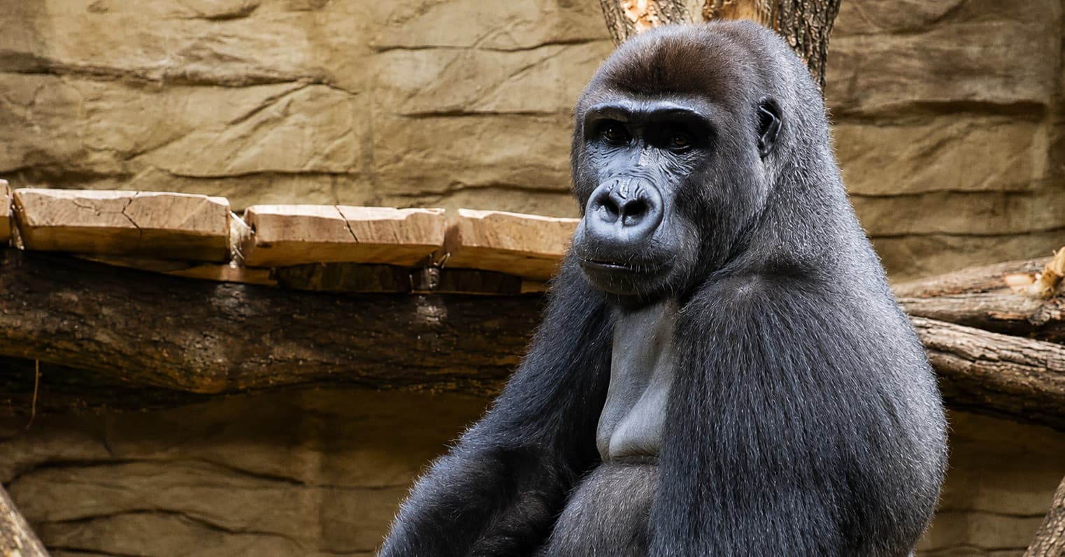 Bulwersujące sceny w Warszawskim ZOO. Goryl został zaatakowany