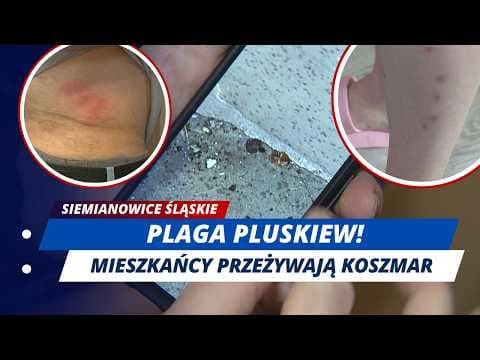 KOSZMAR LOKATORÓW! Pluskwy opanowały blok w Siemianowicach Śląskich