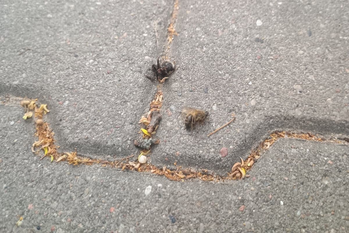 Masowe padanie trzmieli i pszczół na Ponikwodzie. Czytelnik alarmuje, przyczyna nieznana